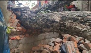 #maharajganj #nautanwa #mahuawan #barish #heavyRain #baarish #pedgirna #aapda #hadsa #relief #prashasan